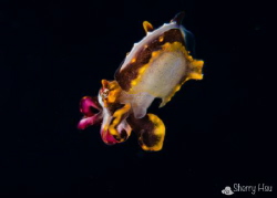 Baby Flamboyant cuttlefish @ Anilao by Sherry Hsu 